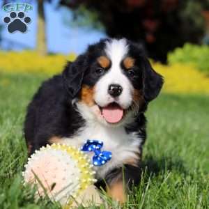 Zeke, Bernese Mountain Dog Puppy